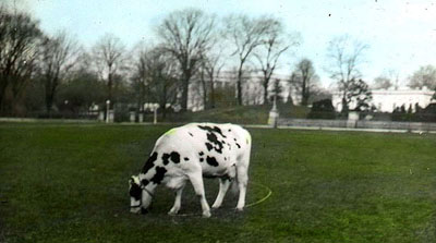 Daring Dairy
